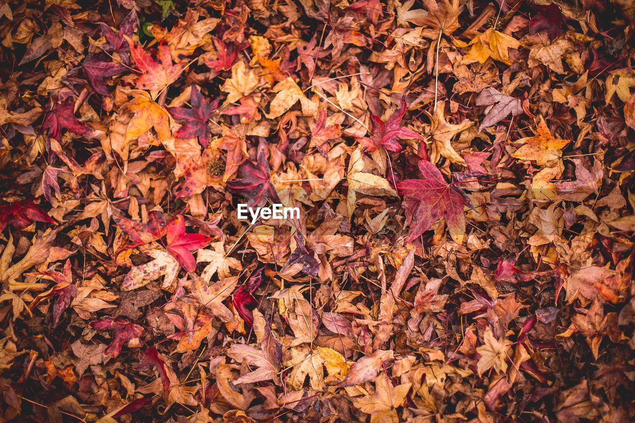 Dried tree leaves form a natural autumn-colored carpet. , in serra da mantiqueira, mg, brazil.