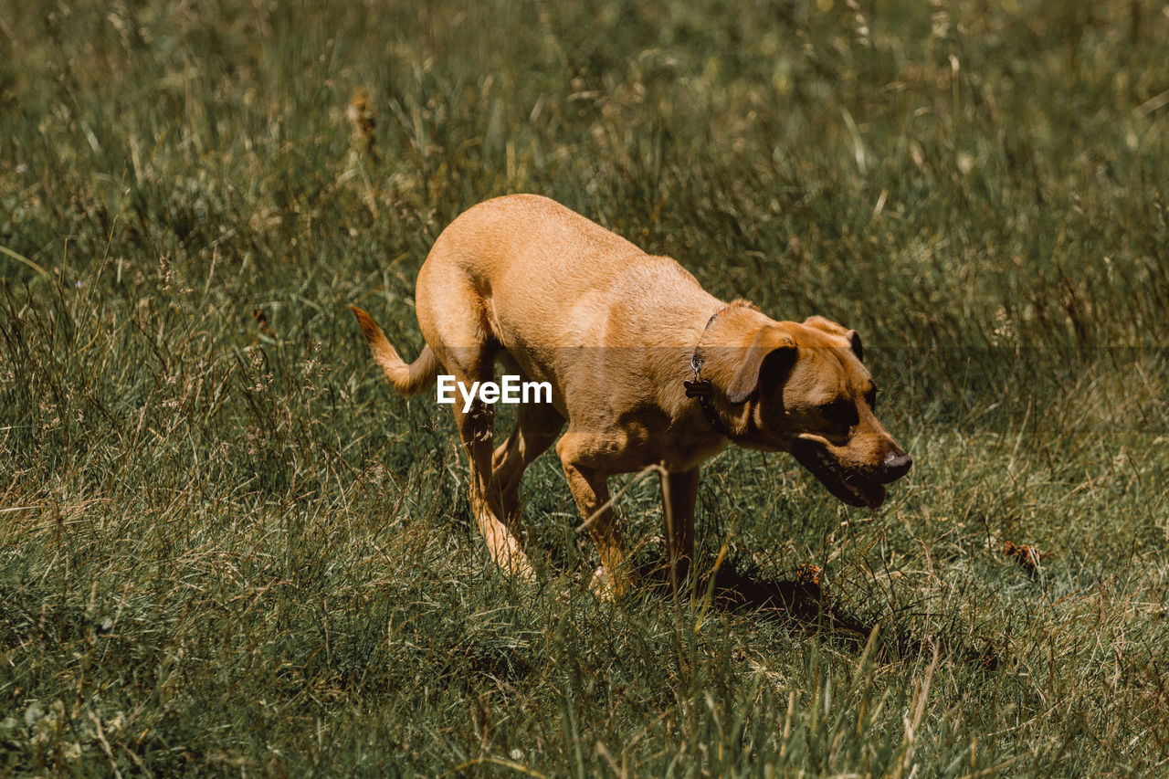 Side view of a dog on field