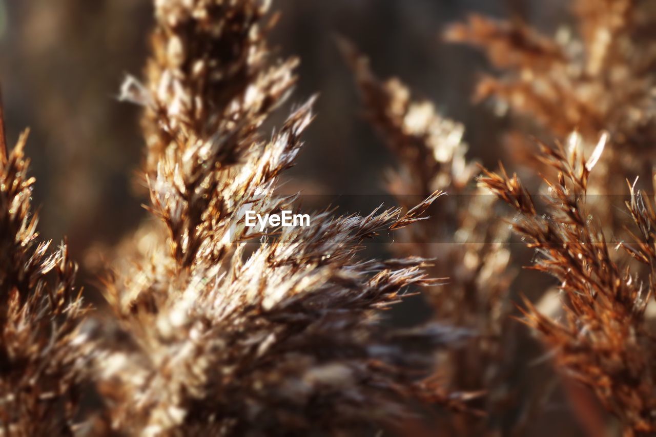 CLOSE-UP OF STALKS AGAINST BLURRED BACKGROUND