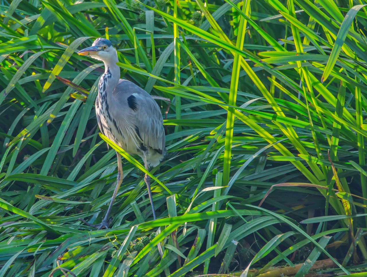 VIEW OF A BIRD PERCHING ON GRASS