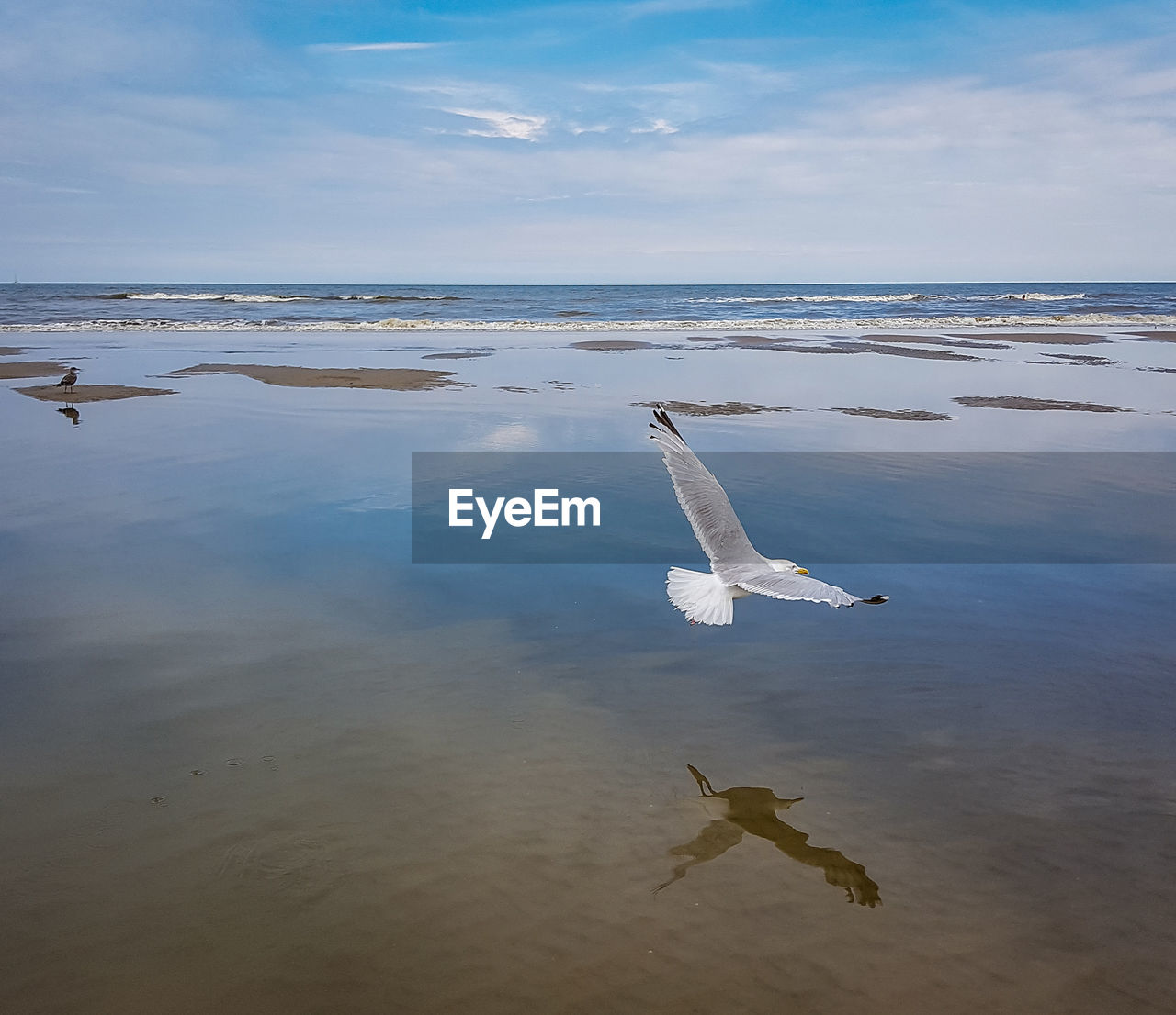 SEAGULL FLYING OVER SEA