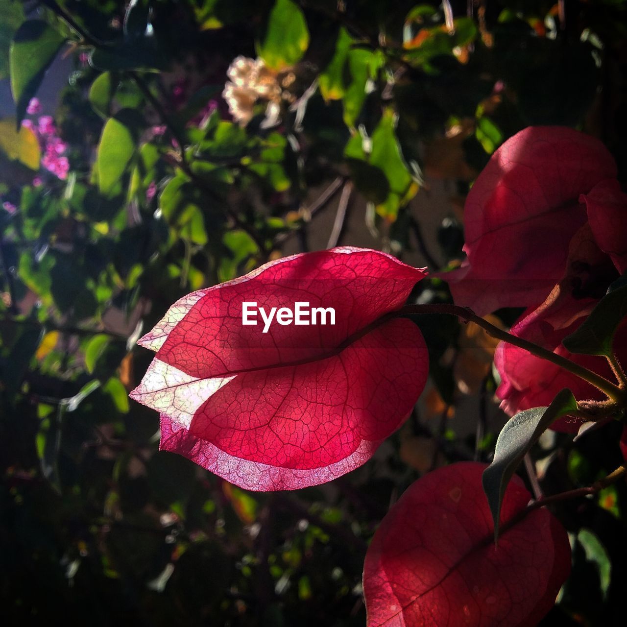 CLOSE-UP OF RED FLOWERS GROWING ON TREE