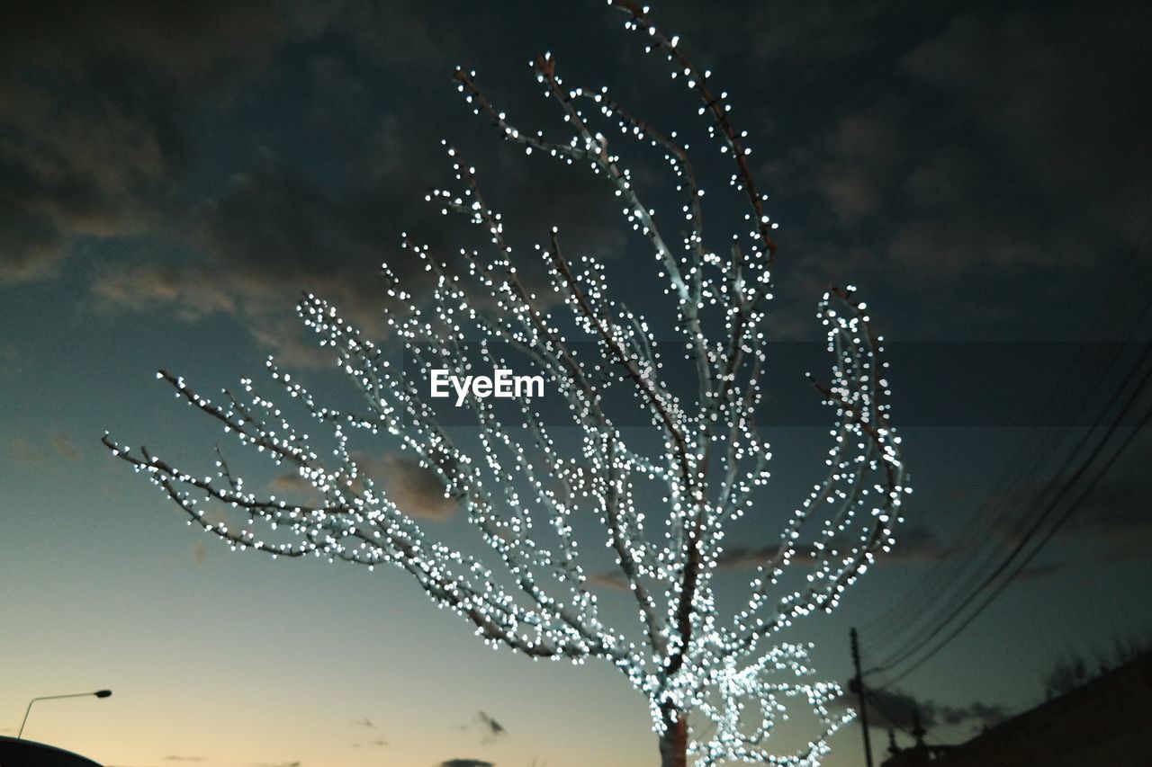 LOW ANGLE VIEW OF TREE AGAINST SKY