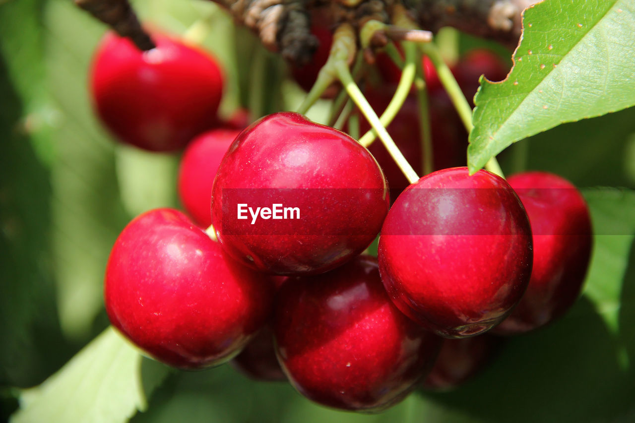 food and drink, food, healthy eating, fruit, freshness, plant, red, wellbeing, leaf, agriculture, tree, plant part, nature, growth, produce, close-up, ripe, cherry, flower, crop, branch, no people, juicy, berry, outdoors, group of objects, fruit tree, organic, summer, focus on foreground, orchard, shrub, sweet food, green, cherry tree, beauty in nature, day, harvesting, landscape, environment, hanging