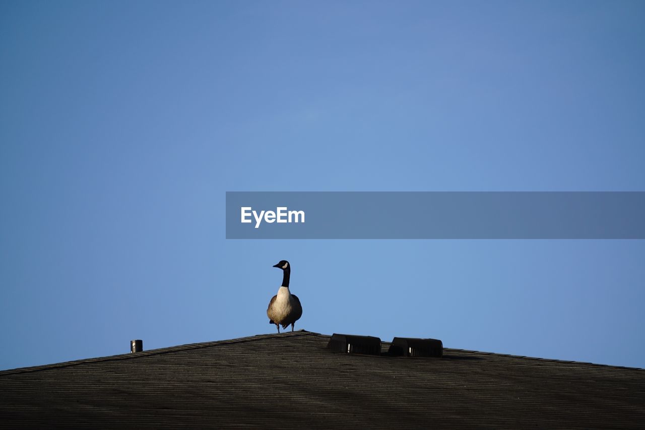 LOW ANGLE VIEW OF SEAGULL PERCHING ON WALL AGAINST CLEAR SKY