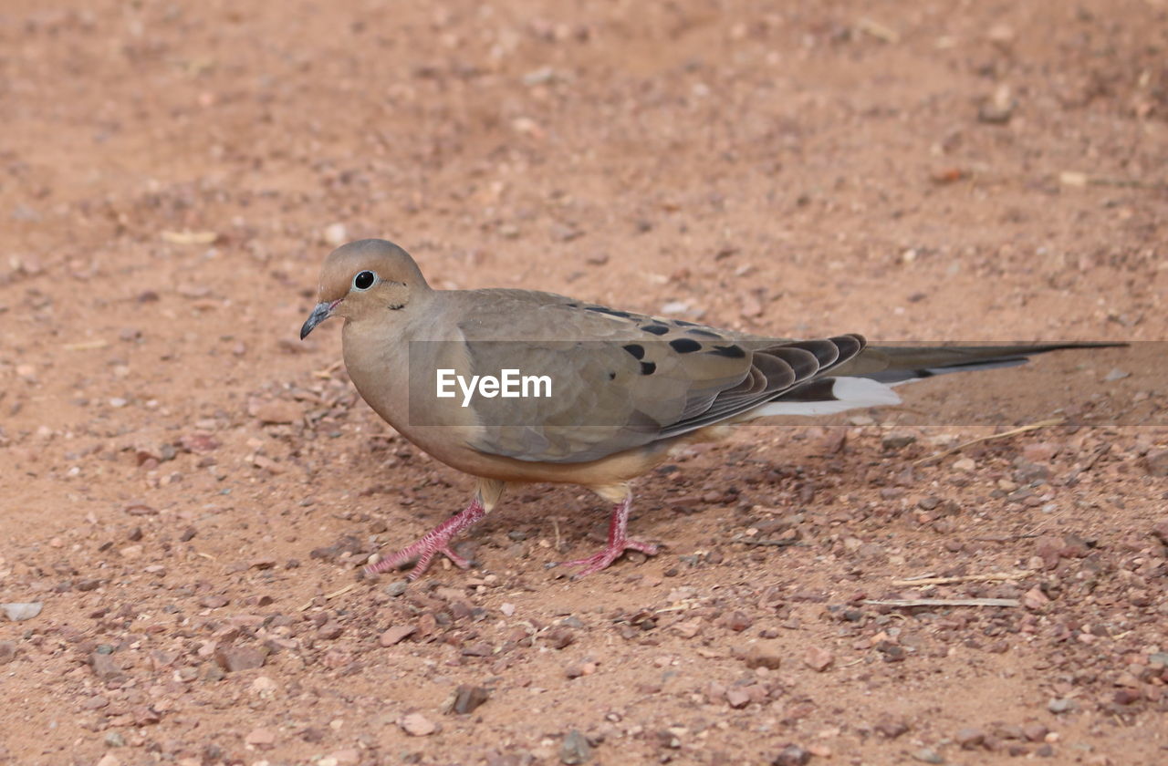 Close-up of dove