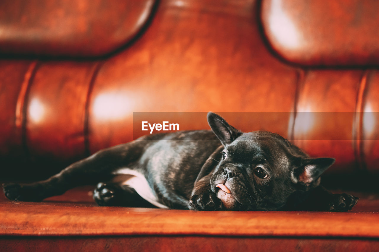 Close-up of dog lying on sofa
