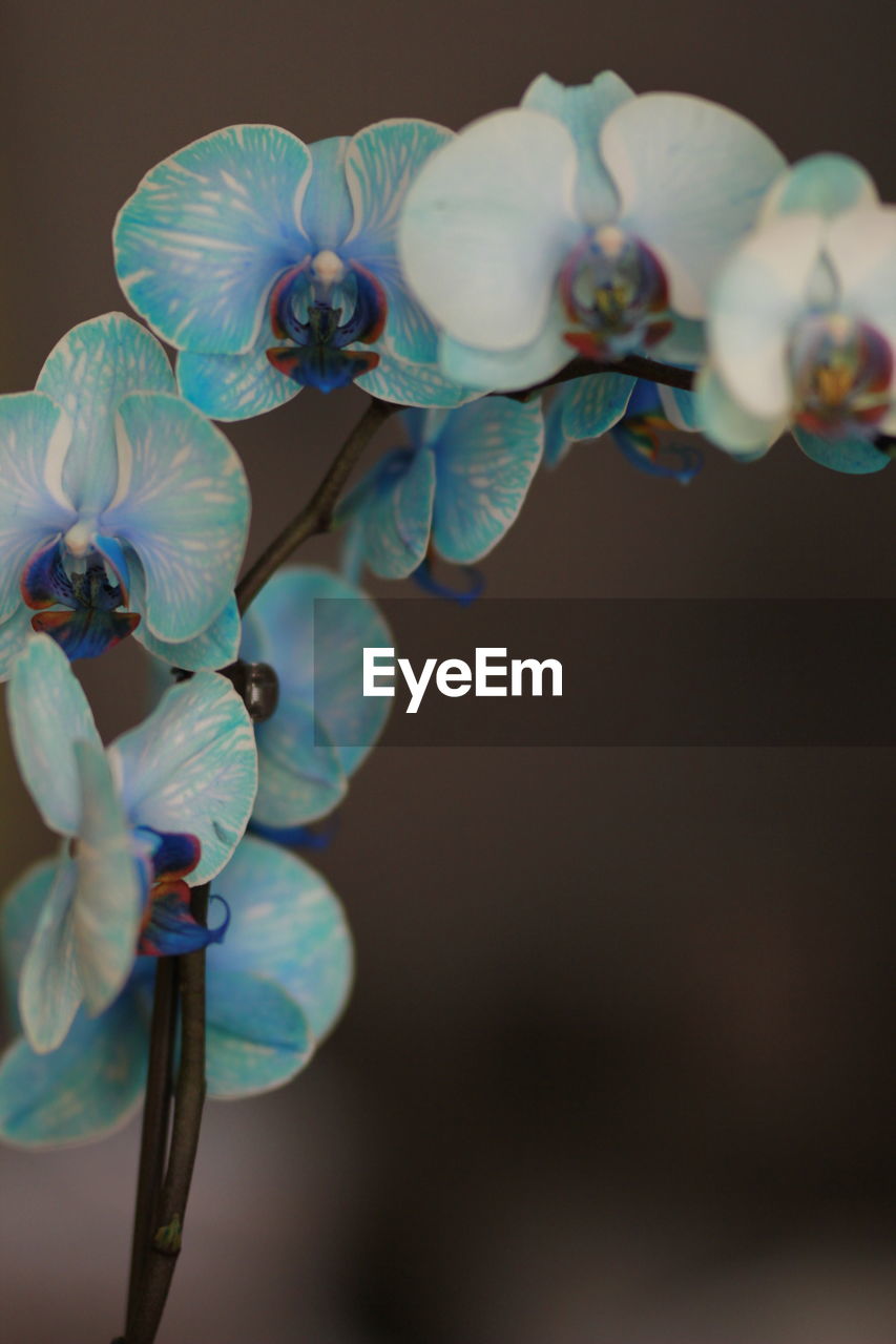 Close-up of white orchid