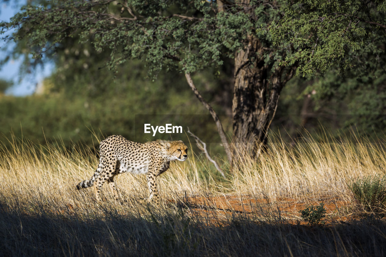 Cheetah running on grass in forest