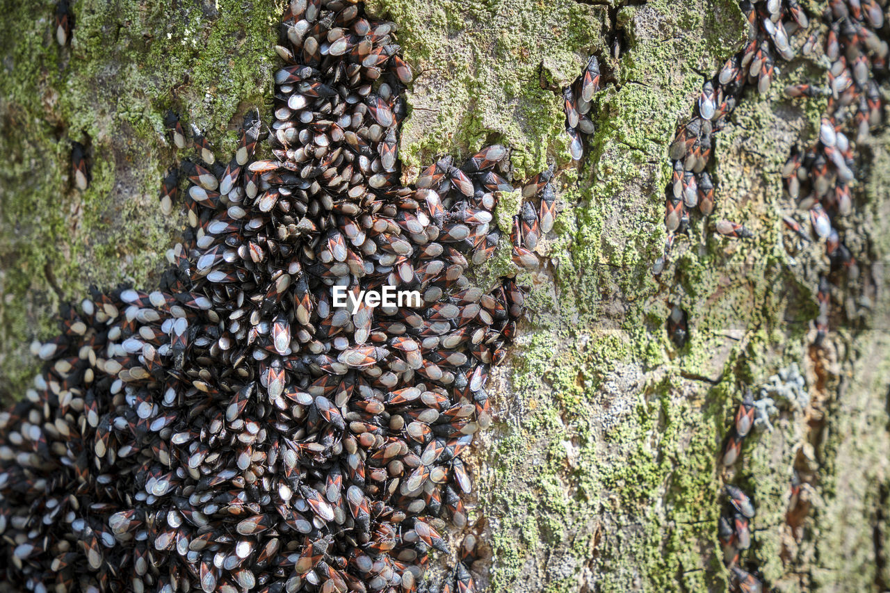 CLOSE-UP OF INSECT ON TREE