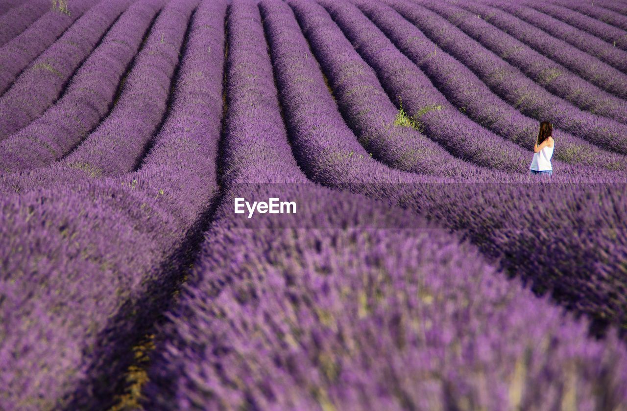 View of woman on lavender field