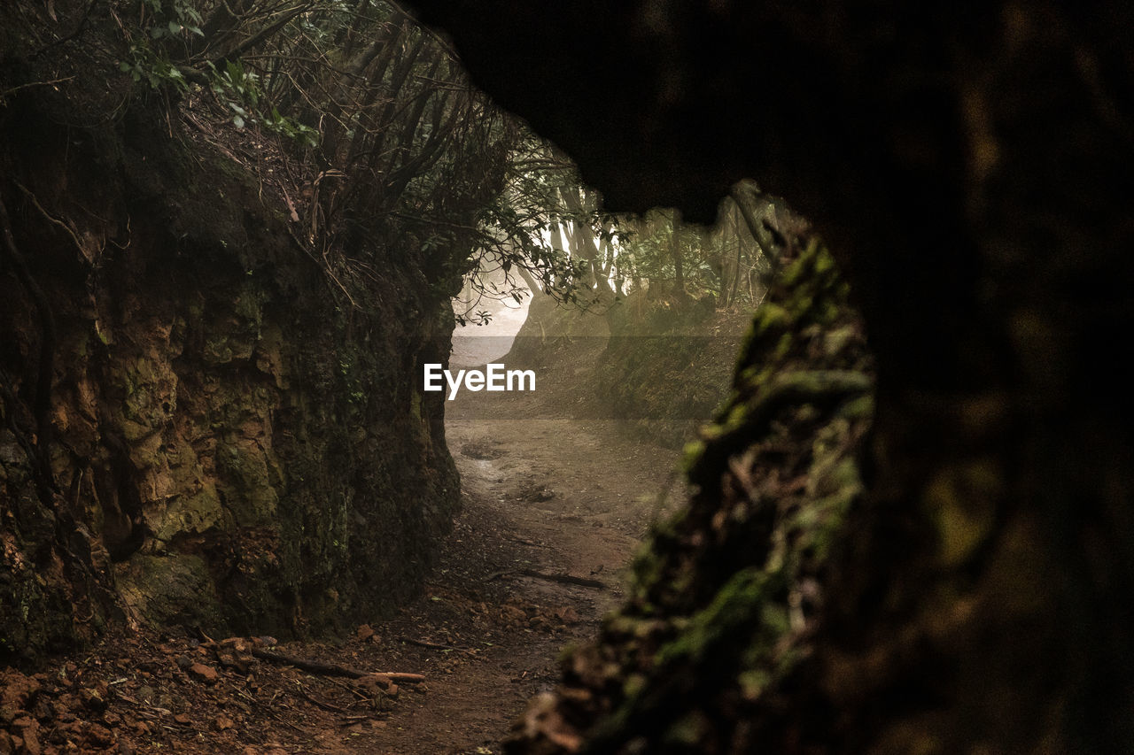 Hiking trails deep into the anaga laurel forest