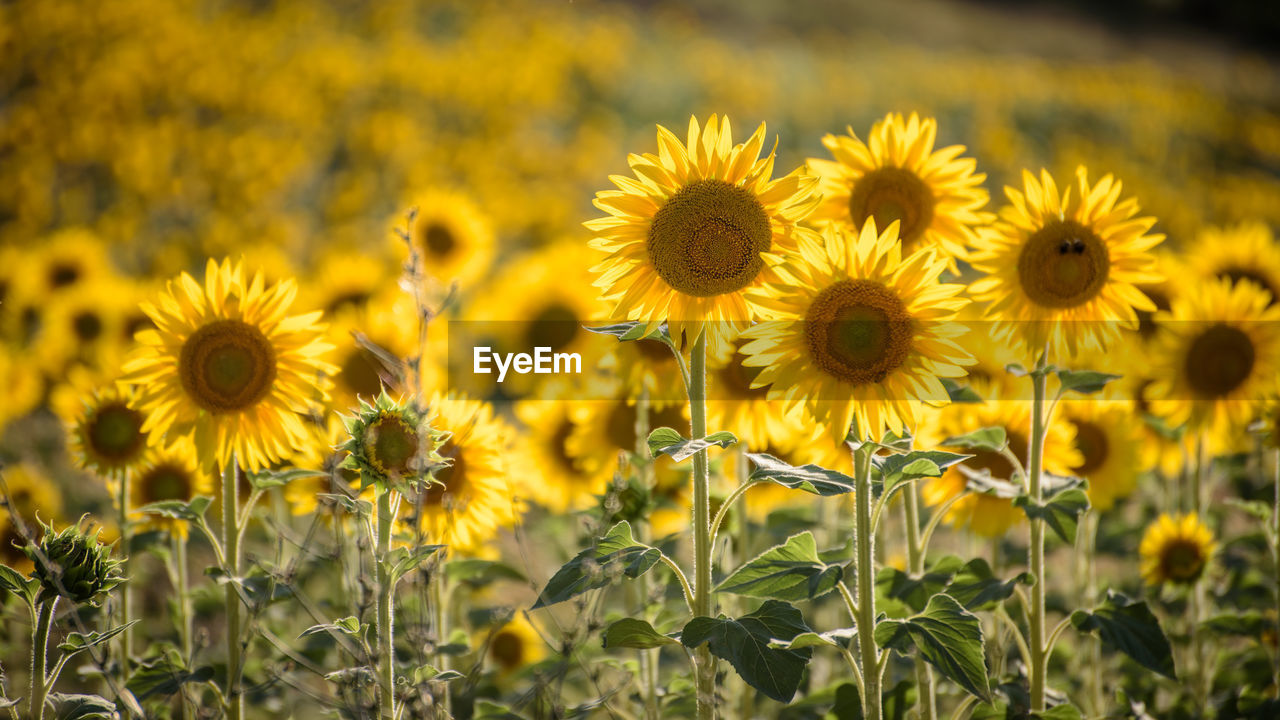 CLOSE-UP OF YELLOW FLOWERING PLANT ON FIELD