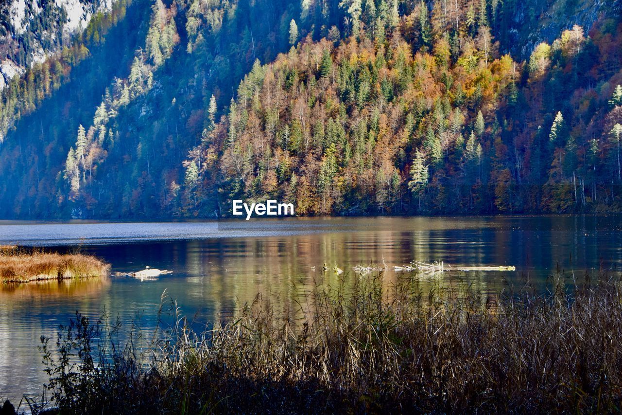 Scenic view of lake in in autumn colored forest