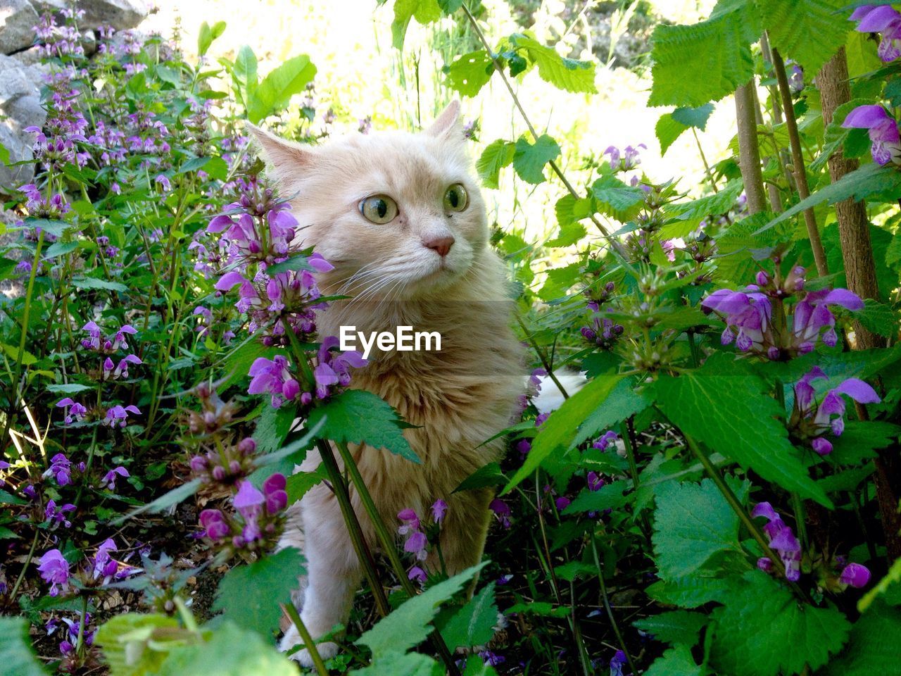 Cat staring at purple flowers blooming on field