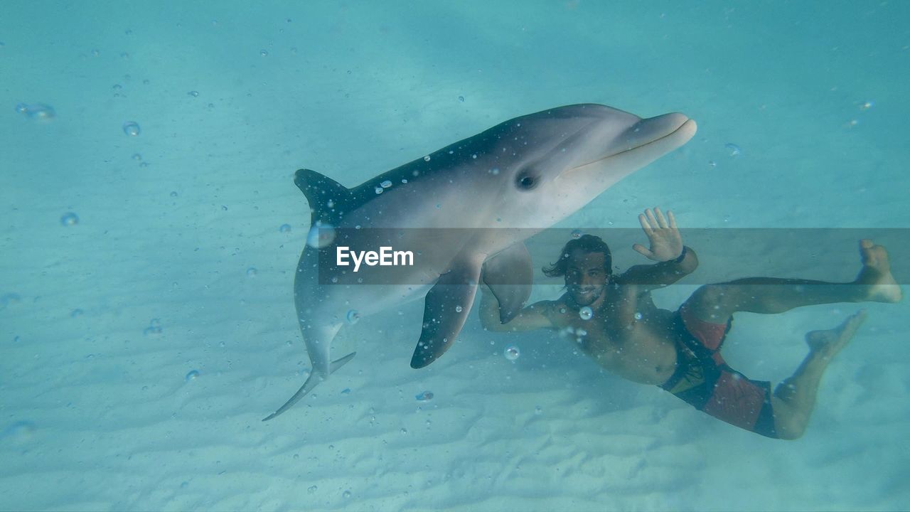 Man swimming with dolphin undersea
