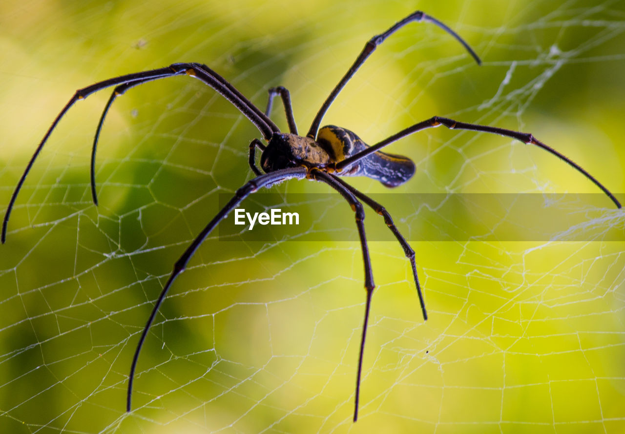 Close-up of spider on web