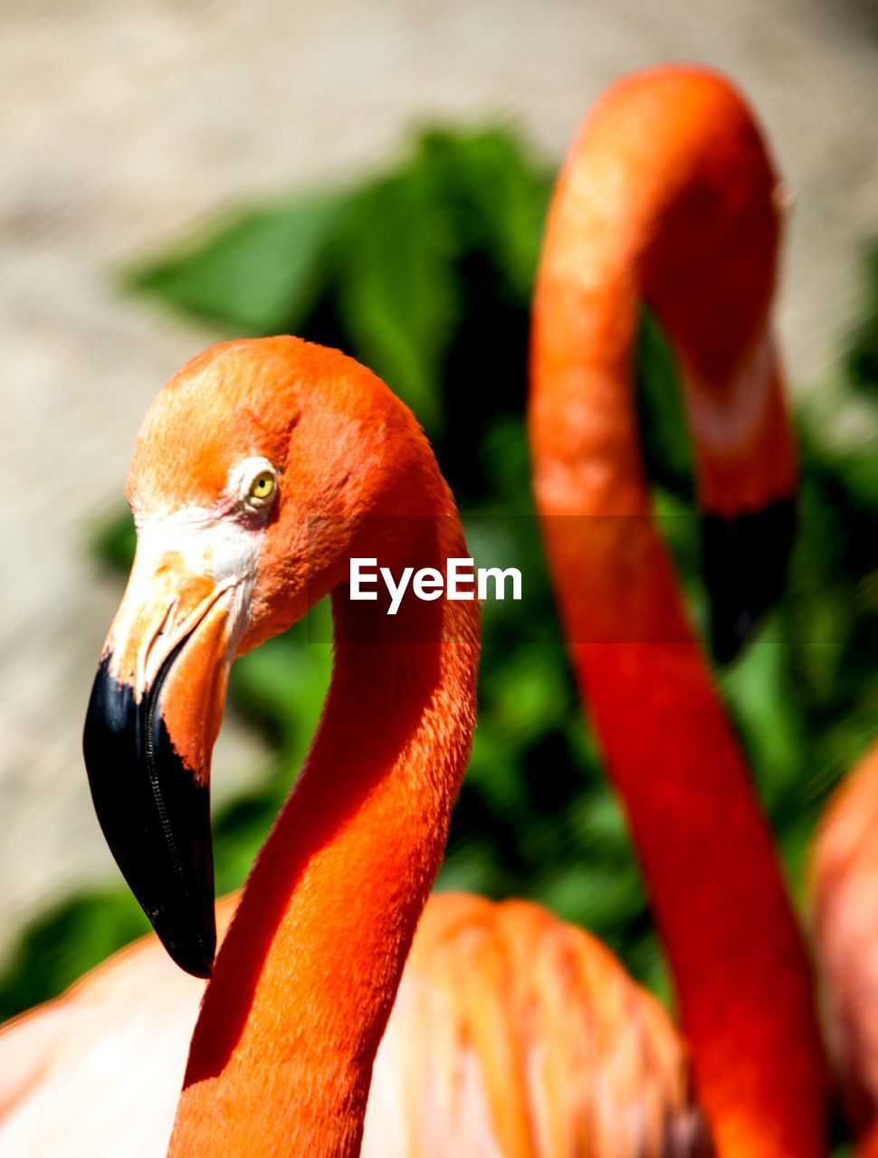 CLOSE-UP OF ORANGE DUCK