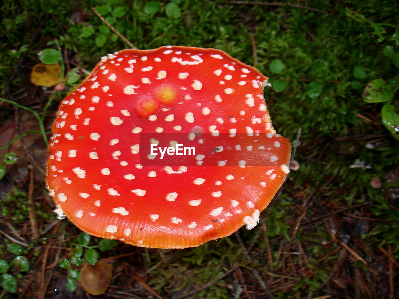 CLOSE-UP OF MUSHROOM GROWING ON TREE