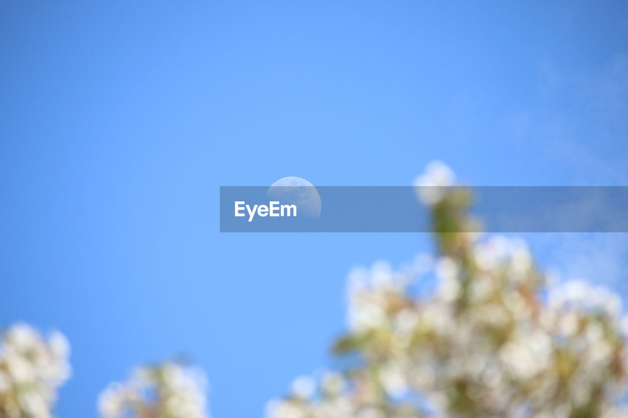 Low angle view of plants against blue sky