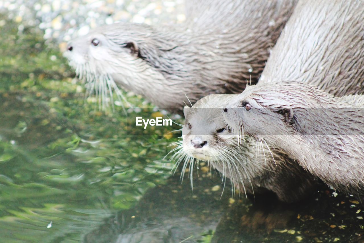 High angle view of wet otters at lakeshore