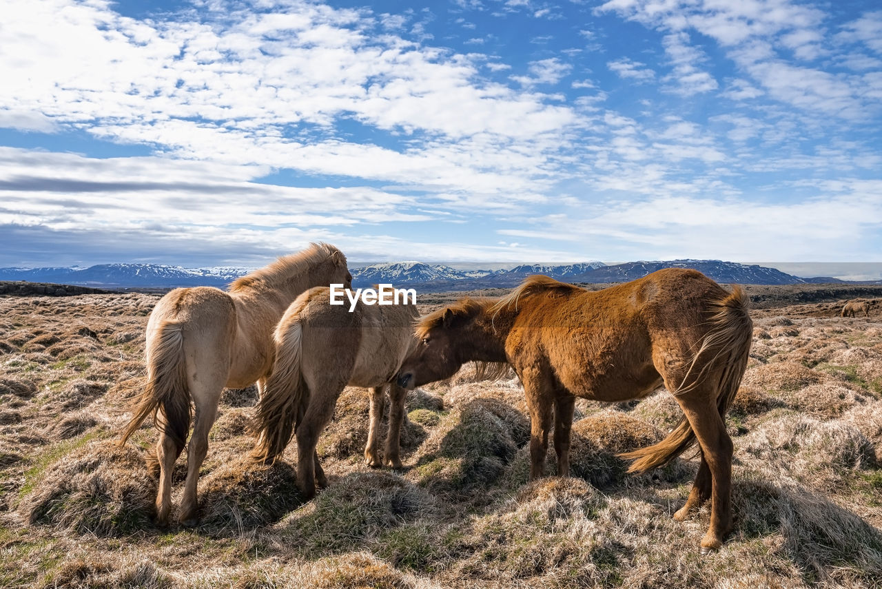 Icelandic horses grazing on grassy field against blue sky during sunny day