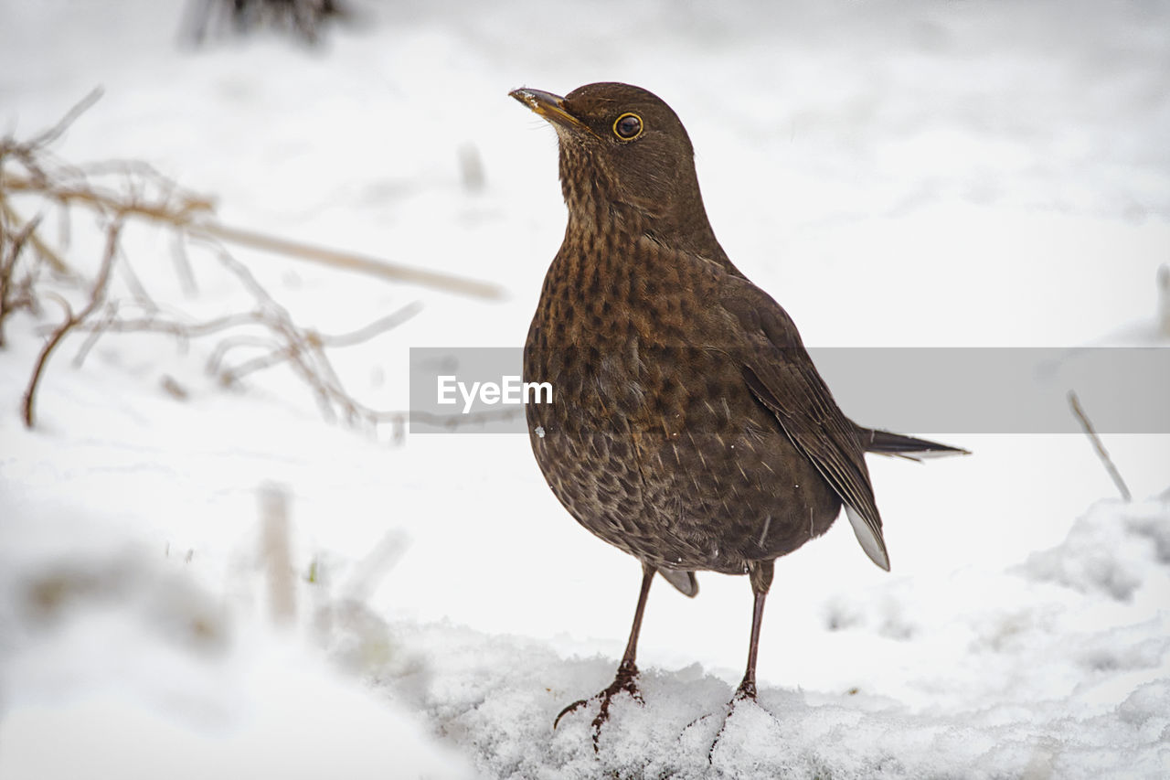 Close-up of bird perching on snow covered land