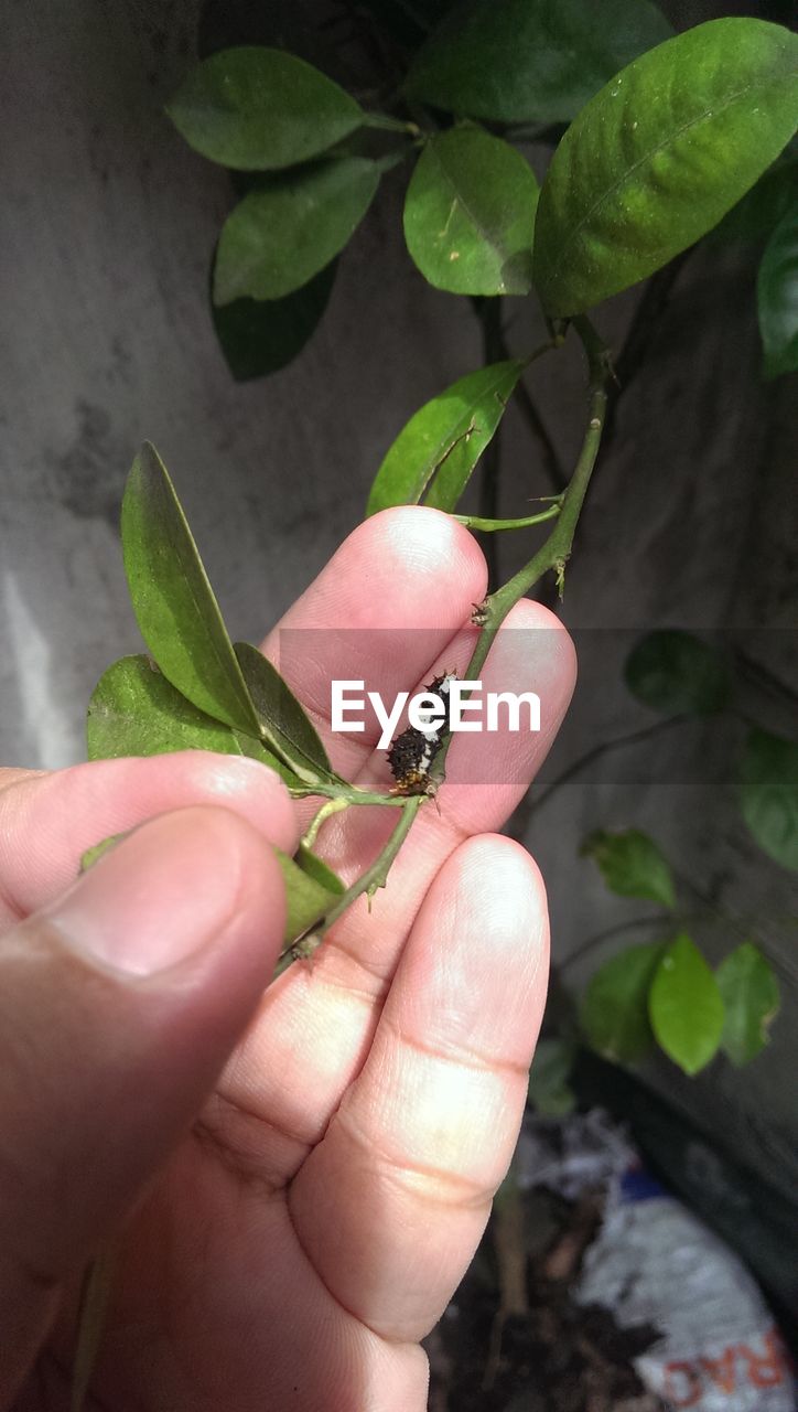 CROPPED IMAGE OF WOMAN HOLDING PLANT