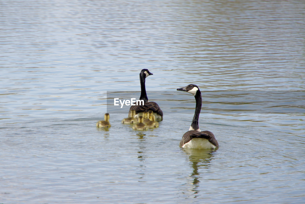 Geese family swimming away