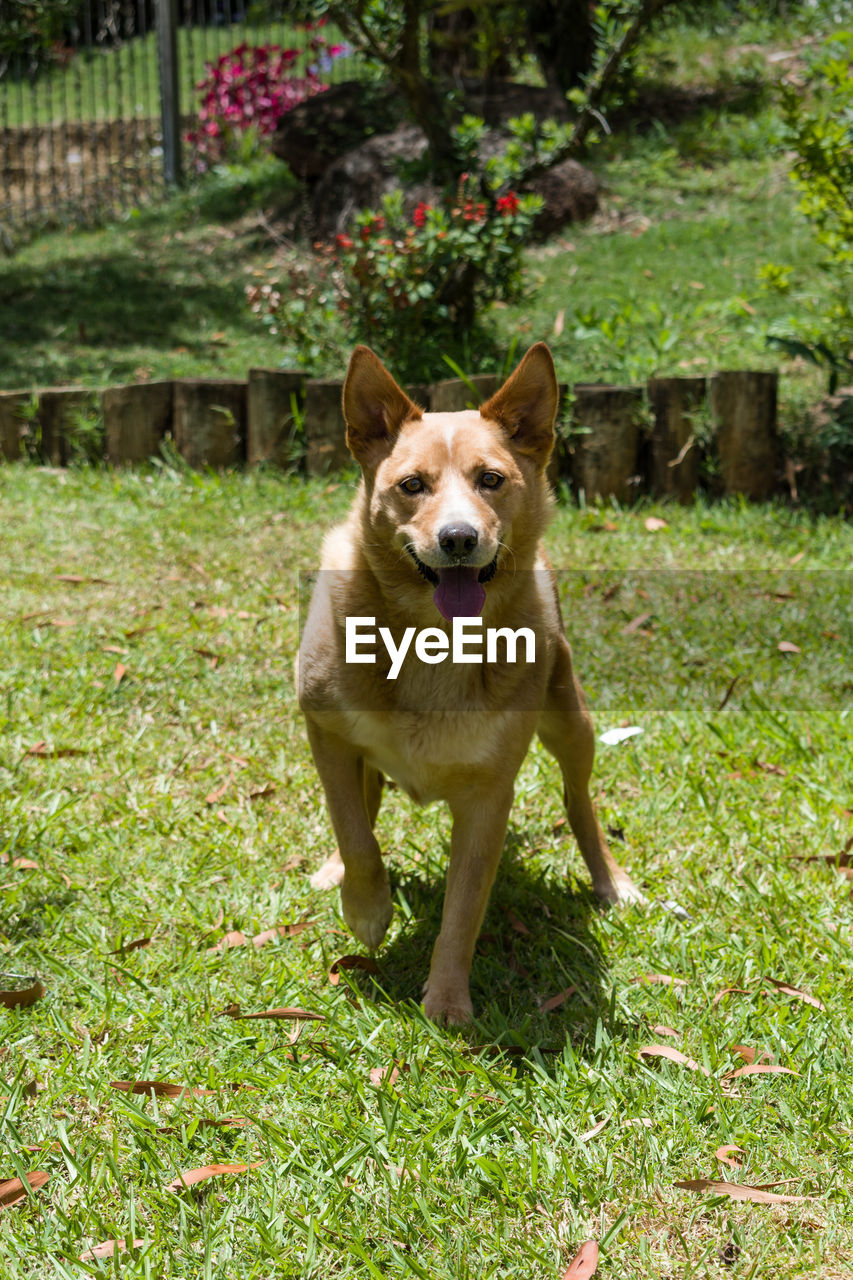 PORTRAIT OF DOG STANDING ON GRASS