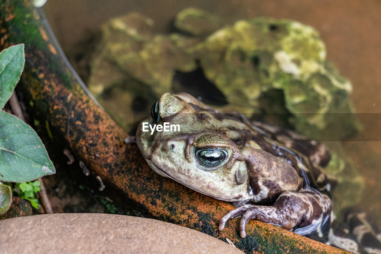 close-up of frog in water