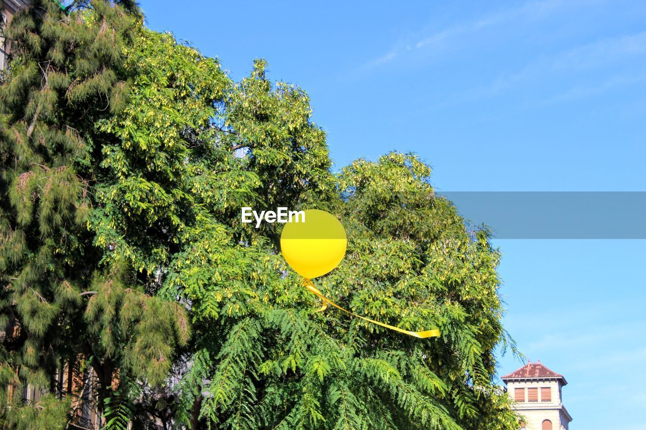 LOW ANGLE VIEW OF YELLOW BALLOONS AGAINST TREES