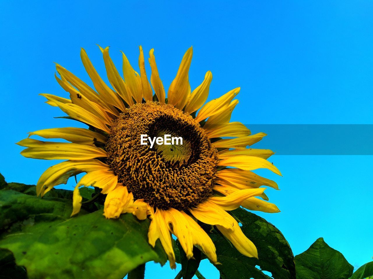 Close-up of yellow sunflower against clear sky