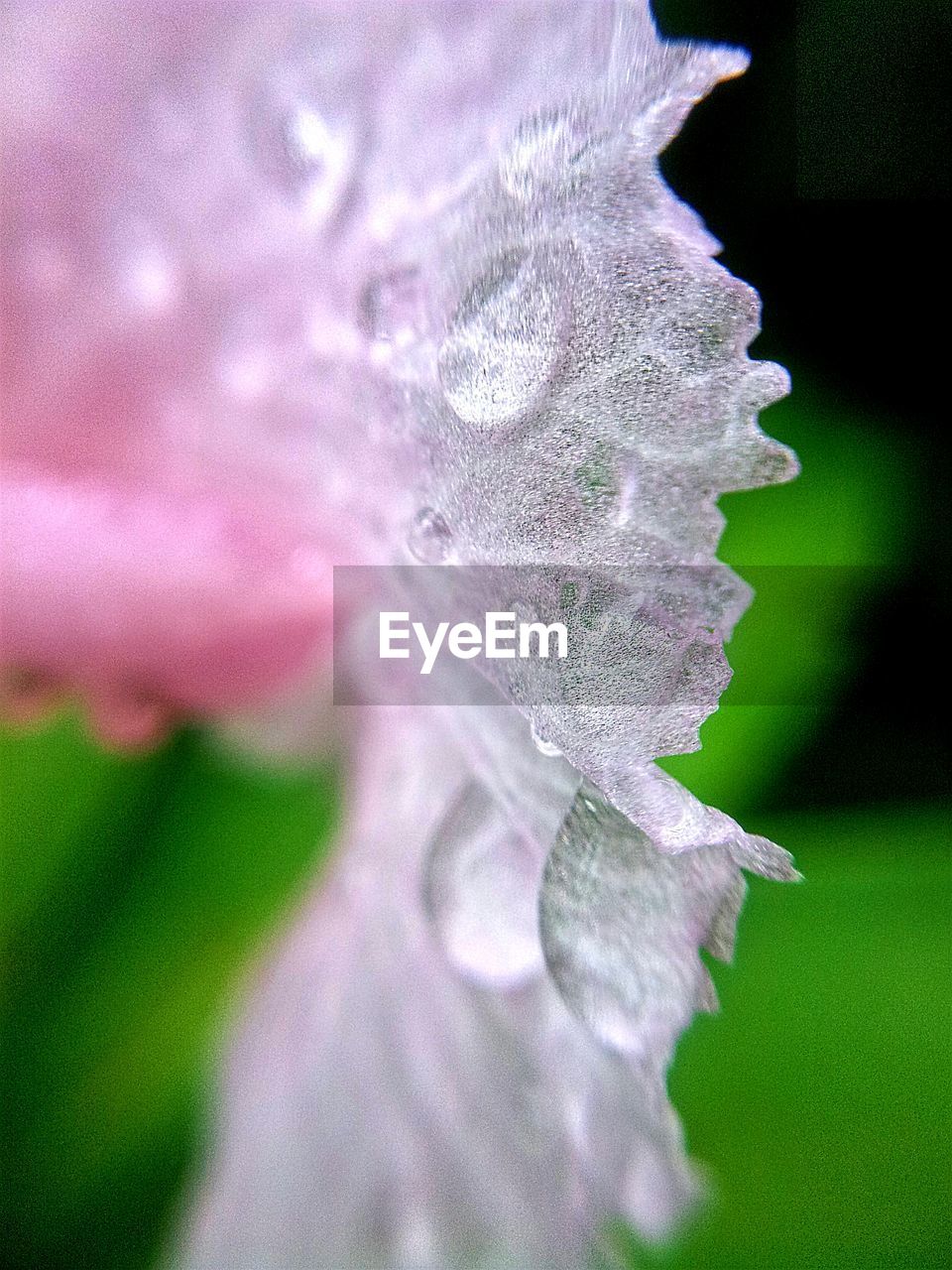 CLOSE-UP OF WATER DROPS ON PLANT