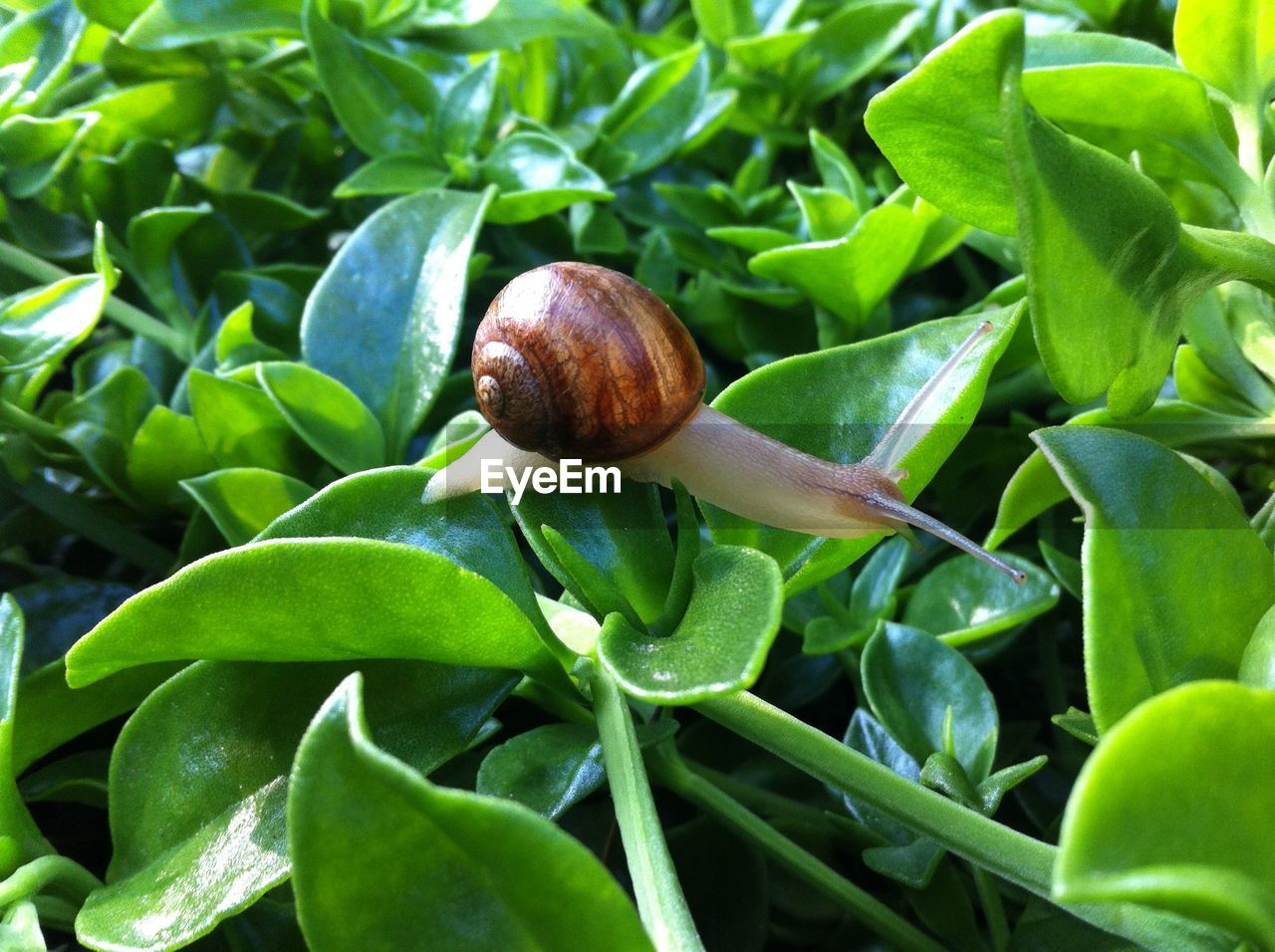 CLOSE-UP OF SNAIL ON PLANTS