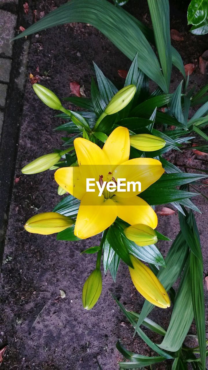 CLOSE-UP OF YELLOW FLOWERS