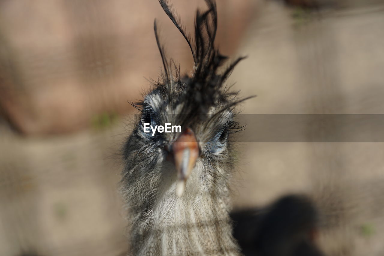 Close-up portrait of a bird siriema