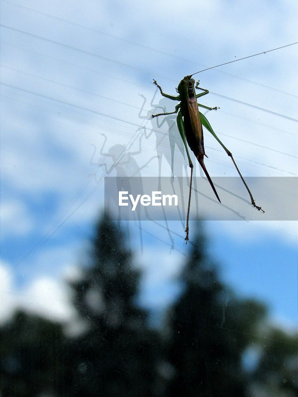 LOW ANGLE VIEW OF INSECT ON PLANT AGAINST SKY