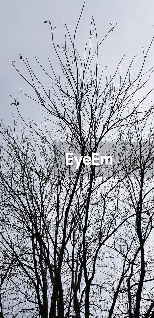 LOW ANGLE VIEW OF EAGLE AGAINST SKY