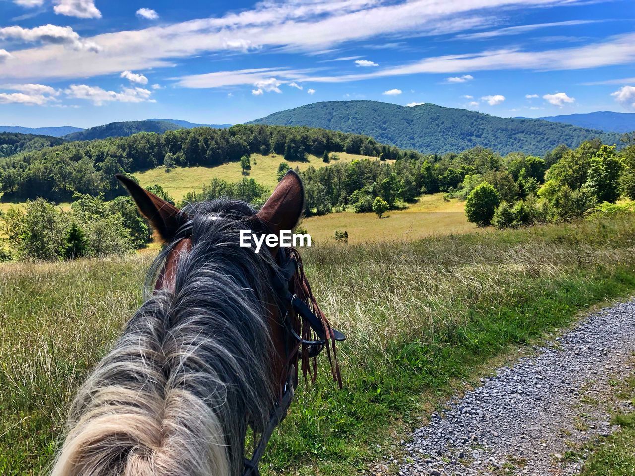 HORSE ON FIELD AGAINST SKY