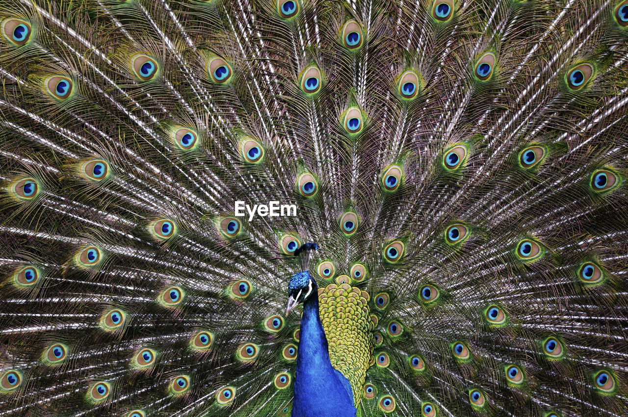Full frame shot of beautiful peacock with fanned out feathers