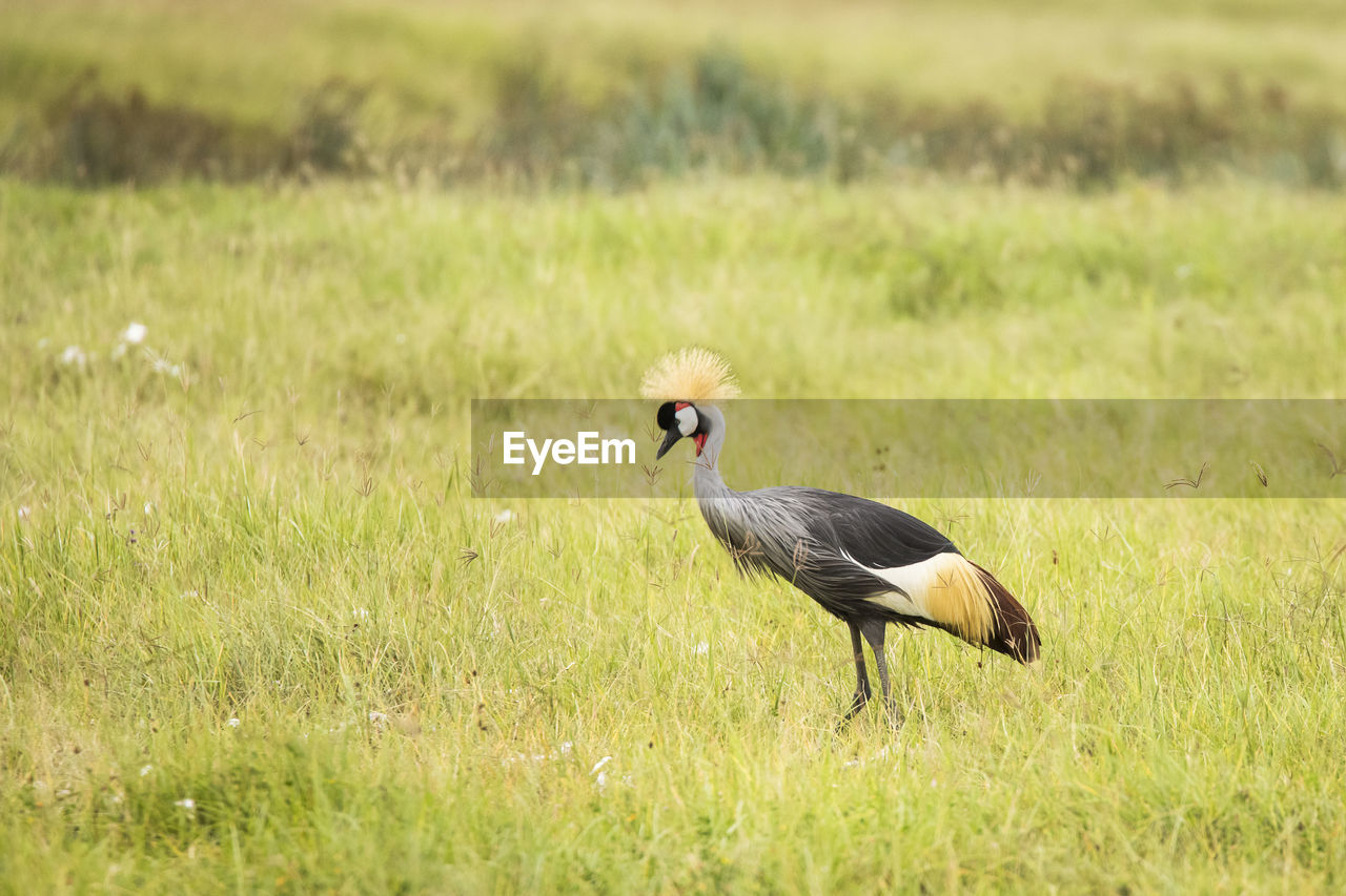 SIDE VIEW OF A BIRD ON LAND