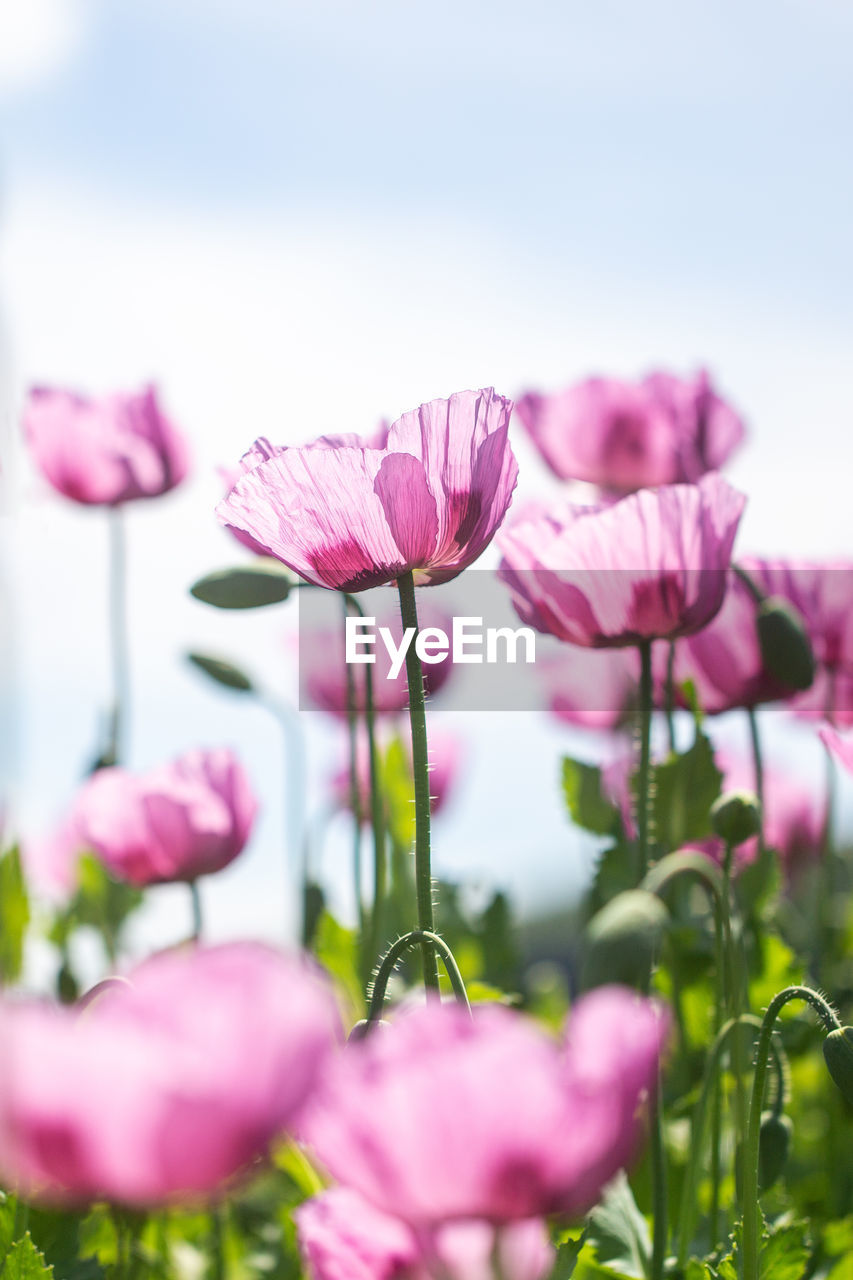 Close-up of pink flowering plant against sky