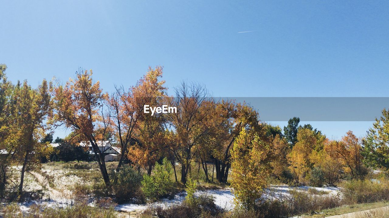 TREES IN FOREST AGAINST CLEAR SKY