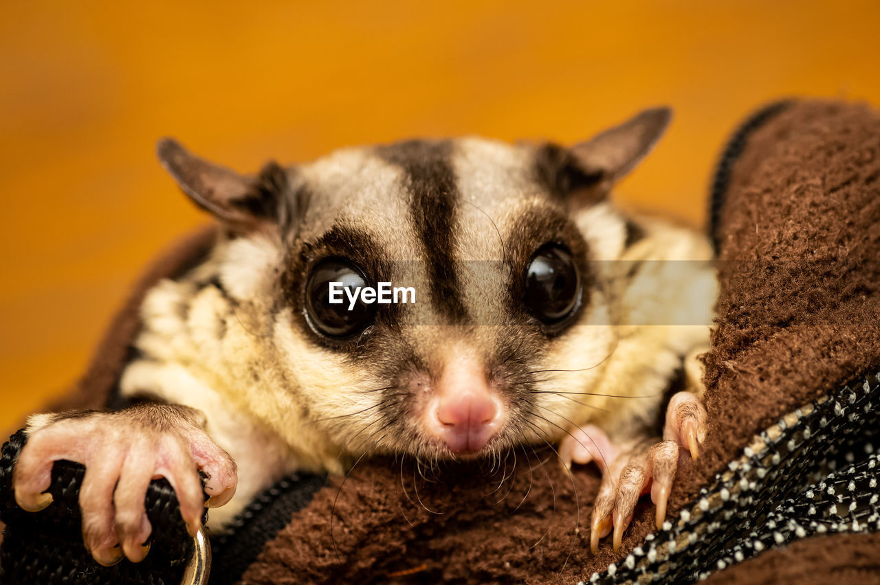 Close-up portrait of cute sugar glider