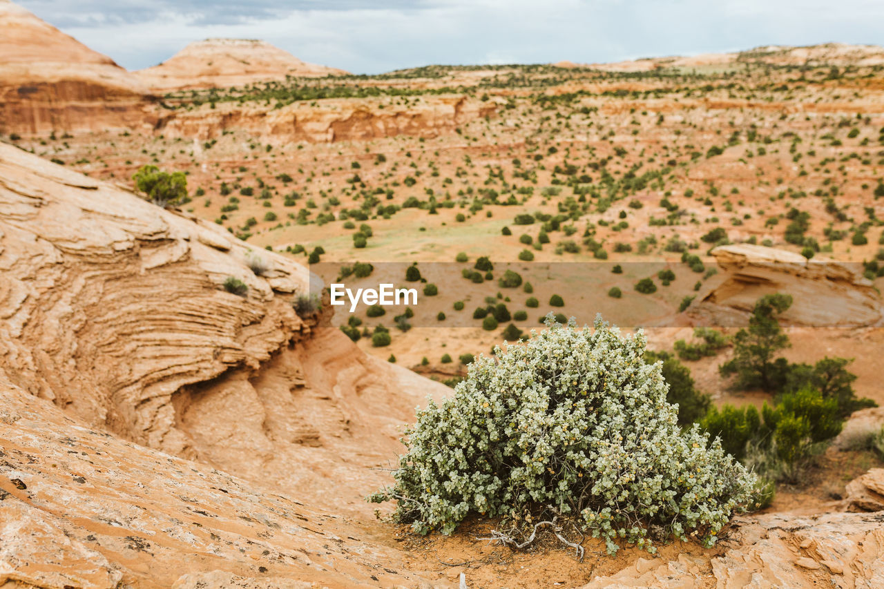 Green shrub at cliff's edge of red sandstone rock formations of utah