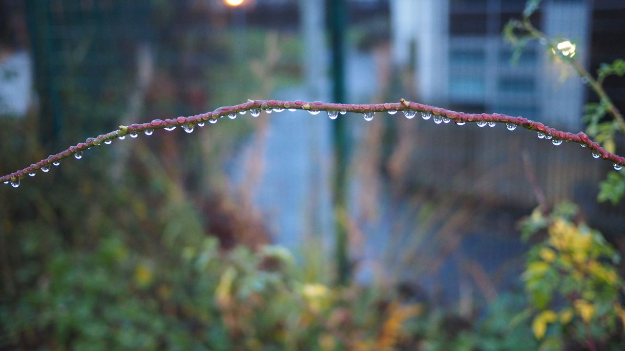 Close-up of wet plant during rainy season