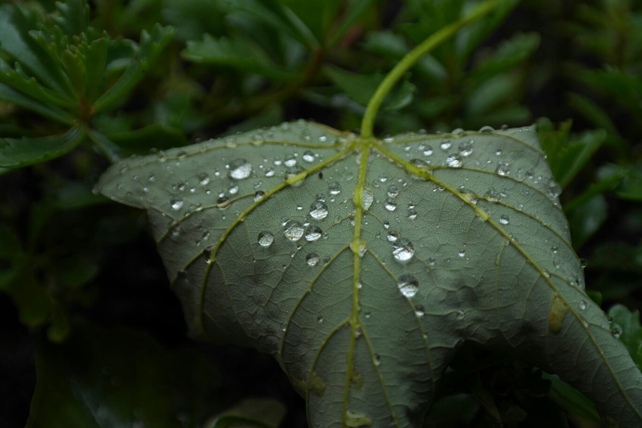 Close-up of wet leaf in forest