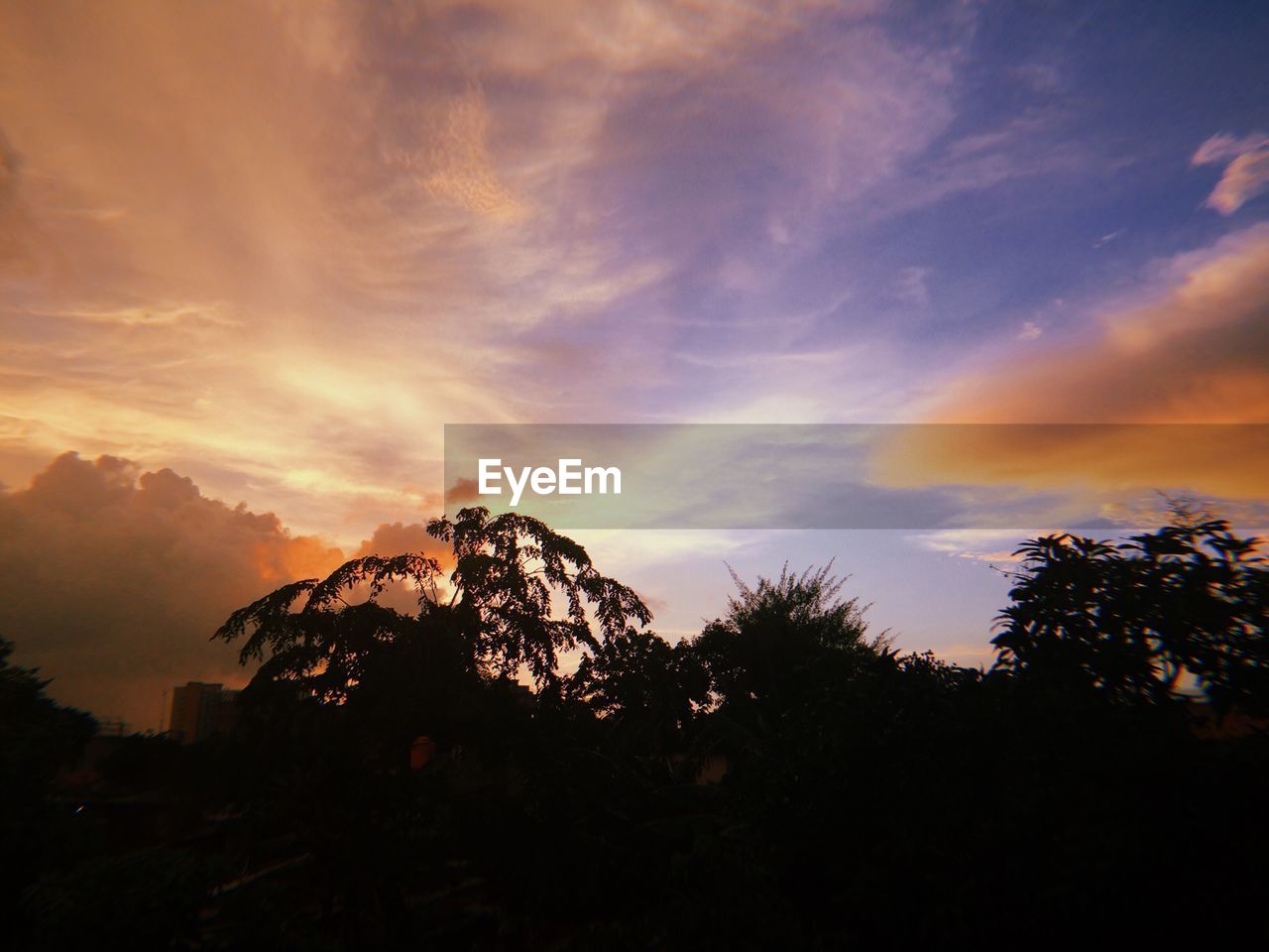 LOW ANGLE VIEW OF SILHOUETTE TREE AGAINST SKY DURING SUNSET