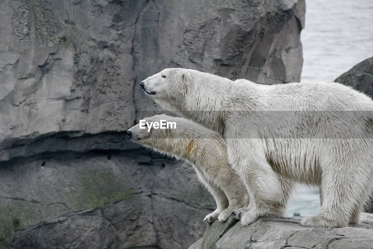 Polar bears in zoo